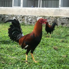 y2mate.com - Lagu Bugis  Sompah Tea Genne    Ansar S.mp3