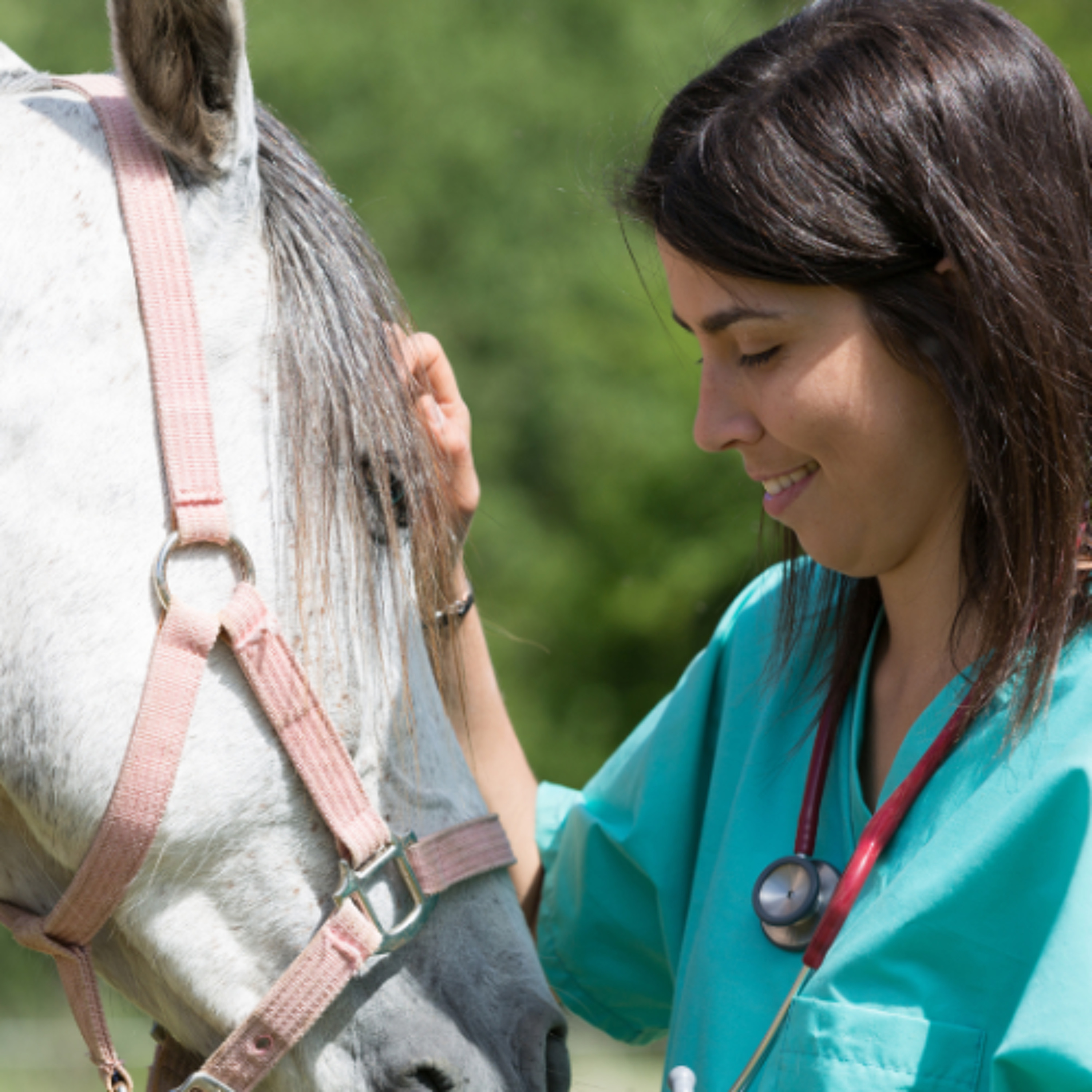 Year-Round Care of the Broodmare Year-Round Care of the Broodmare