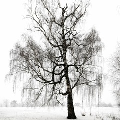 Old tree against gusts of wind