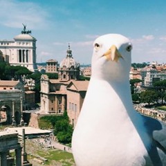 Seagull's Point Of View