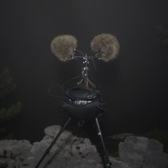 Wicked Owls - Midnight Primeval Beech Forest, Slovenia October 4. 2025