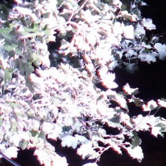 MF8 @ Ballagi OpenAir /2020.08.01\