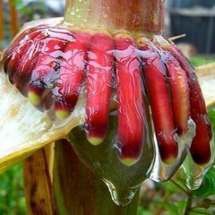 The Corn Of The Future Is Hundreds Of Years Old And Makes Its Own Mucus