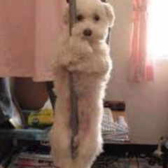 4 RAWS X UNDER YOUR SPELL // ESDEEKID X SNOW STRIPPERS