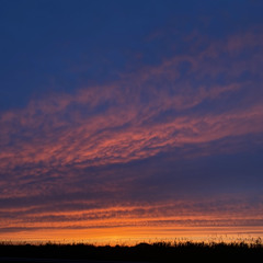 ALIEN SUPERSTAR (acapella cover) snippet