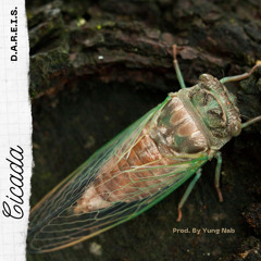 Cicada (Prod. By Yung Nab)