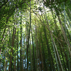 alex g - tall as the trees cover