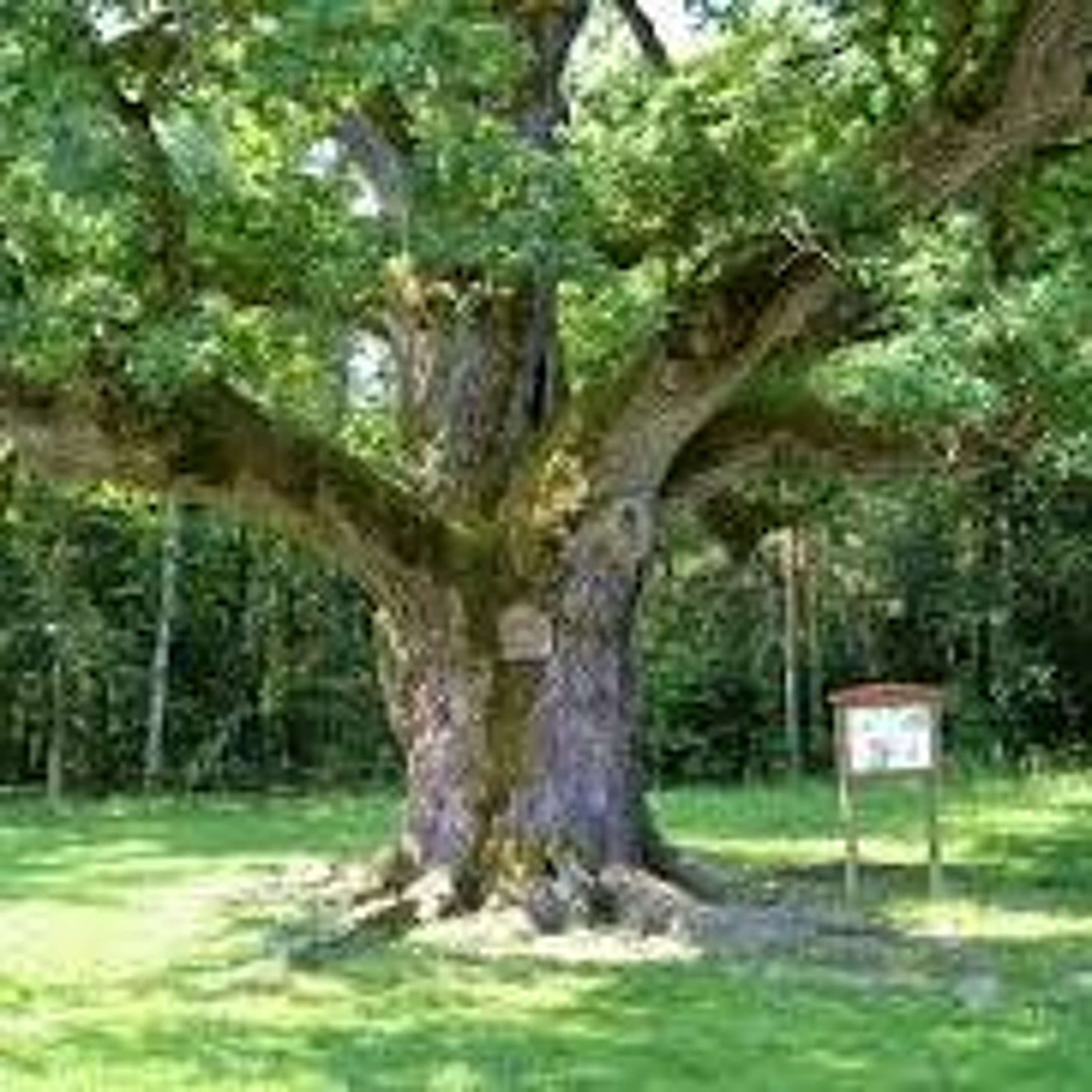Organic Farm Stand -- April 18, 2024 -- The Oak That Could Save the Planet episode artwork