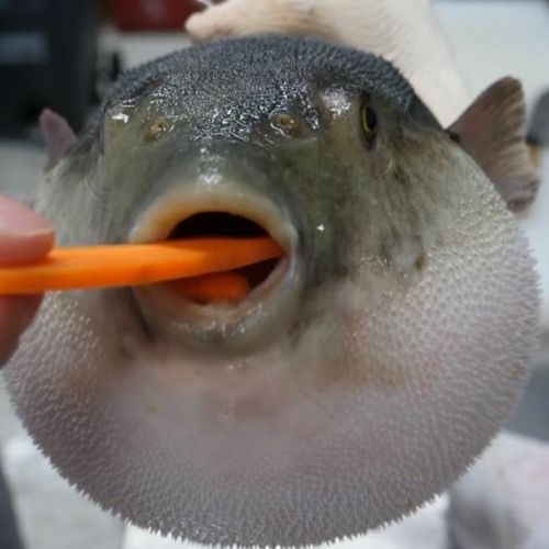 STS349Sushi - Assignment 3 - Eugh