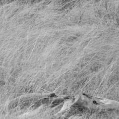 FranciscoFlwrs - She