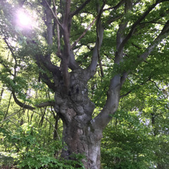 Lyrische Lücke - Bunte Streifen