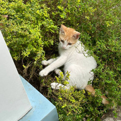 the huntress by ha vay (cover)