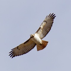 Juvenile Red-tailed hawk - calls - 07/21/09