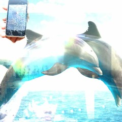 Dolphin Spa Rip 2