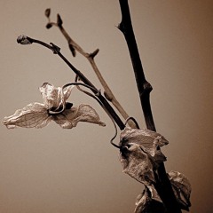 orchid (prod. 22nate)