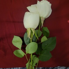 all my little words (magnetic fields cover)