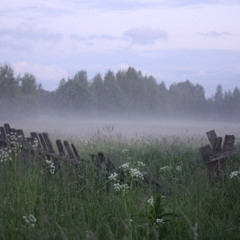 Lost Forest