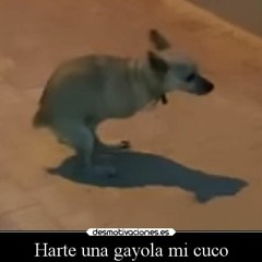 Hazte Una Gayola Mi Cuco Break
