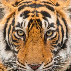 tiger eye