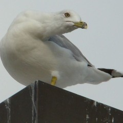 240916 - Tormented Gulls
