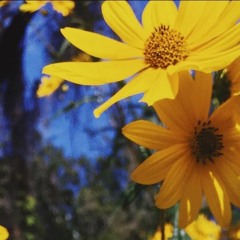 No One Really (pop demo)