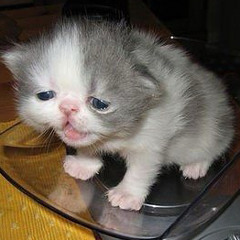 Today is a Diamond but It's just Kiryu playing the ukulele