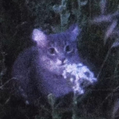 i cant help the feeling