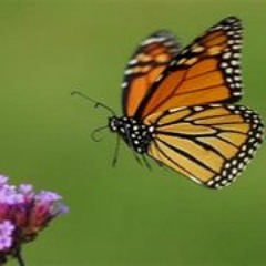 The Drunken Flight Of A Butterfly Under A Warm Autumn Sun