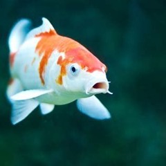 Koi-karpens klagesang