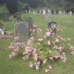 RIP Everyone I Lost (Prod. mardee)