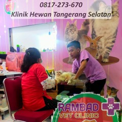 0817-273-670 Praktek Dokter Hewan Serpong Tangerang Selatan, Rambad Vet Clinic