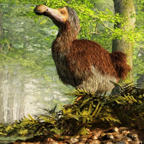 Dodo Bird Beat By Invokemusicinvk Just Having Fun Lol By Shadik