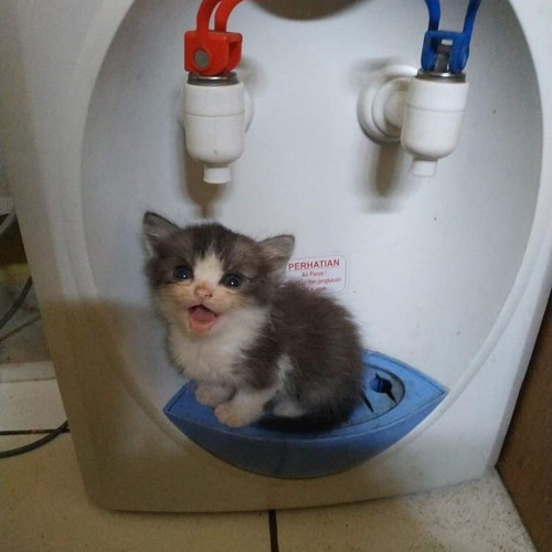 white tea by summer walker sped up