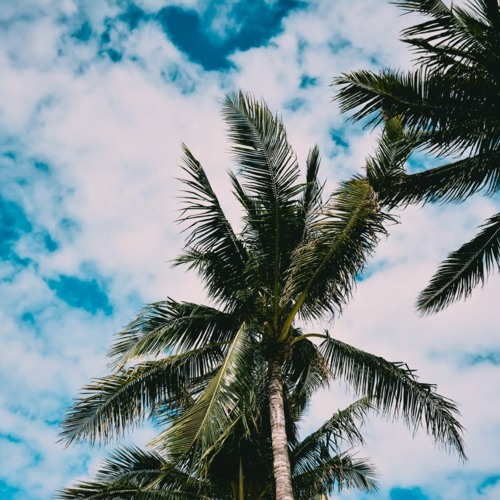 ,Pretoria leaves background (FREE DOWNLOAD)