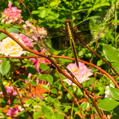 Unbelief (Falling Behind)