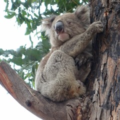 Koalas at Western Kangaroo Island Caravan Park (3/2/22 - 11:45pm)