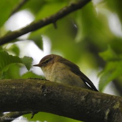 Pouillot véloce, Phylloscopus collybita, à St Germain Village, un 23 mai 2024