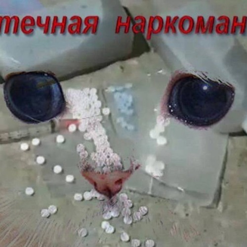 у микрофона еж