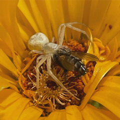 “Hey Maynard”, vinyl 5/19/22