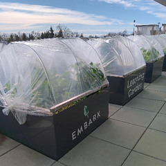 Gardening With Embark - Pinching Pruning & Tying -Week 24 - June 16, 2025