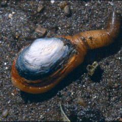 Piss Clam Charlie