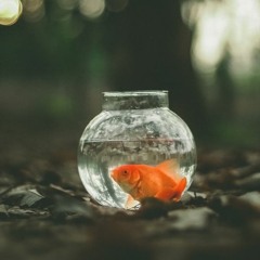 01 - QUARANTINE Knew it all along (Ft. Emile)