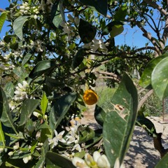 COMPARAISON : Quand tu me paralyses