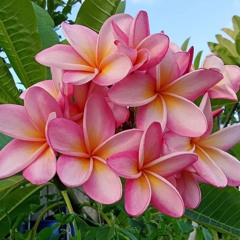 Where Could You Be X My Sweet Island Lady (DJ NOIZ REMIX)