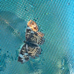 count me out (interlude)