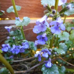 Mille Regretz - Josquin Desprez