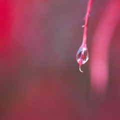 De navelstreng doorgesneden – Overdenkingen van verbinding