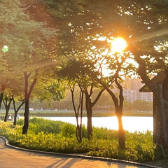 Cánh Hoa Vụt Mất - Trương Thế Vinh