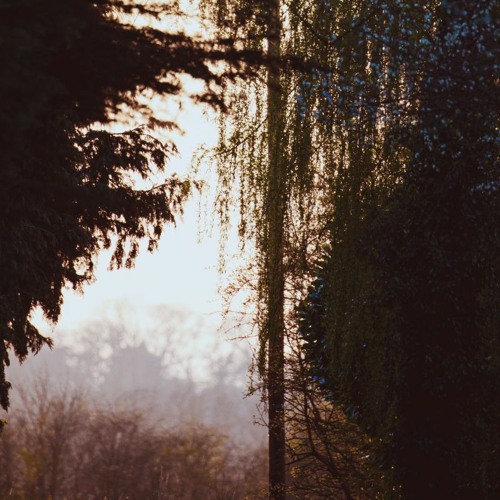 Weeping Willow Blues