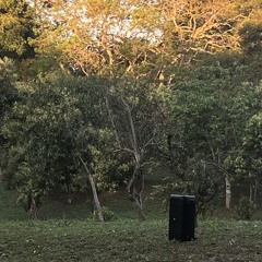 Woods